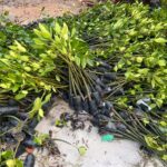 Mangrove seedlings
